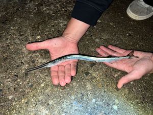 Garfish