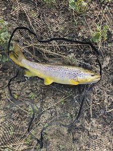 Brown Trout