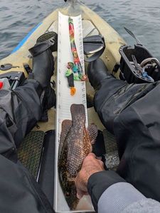 Ballan Wrasse