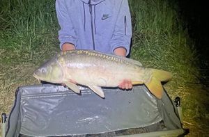 Mirror Carp