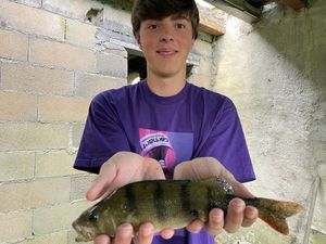 European Perch