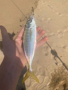 Chinchard Dos Vert