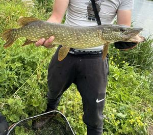 Northern Pike