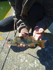 European Perch