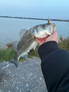 European Bass (Seabass)