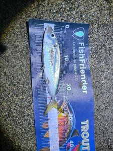 Atlantic Horse Mackerel