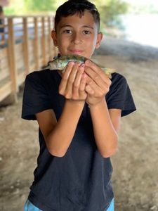 European Perch