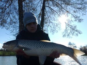 Grass Carp