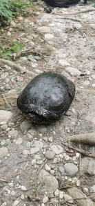 Red-Eared Slider