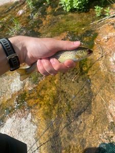 Brown Trout
