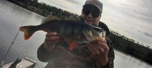 European Perch