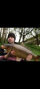 Common Carp