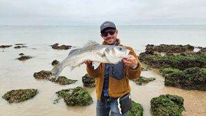European Bass (Seabass)
