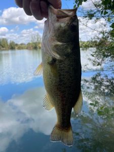 Largemouth Bass