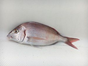 Common Pandora