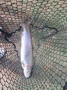 Rainbow Trout