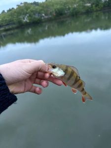 European Perch