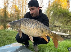 Mirror Carp