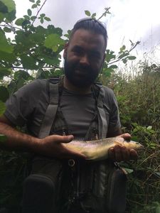 Brown Trout
