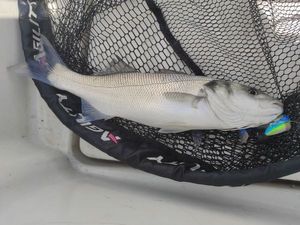 European Bass (Seabass)