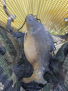 Mirror Carp