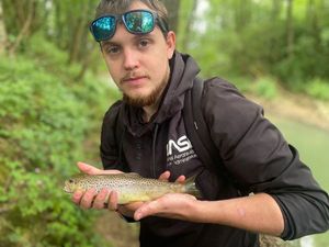 Brown Trout
