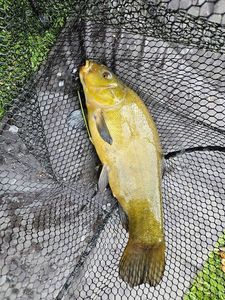 Tench