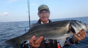 European Bass (Seabass)
