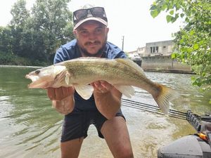 Zander