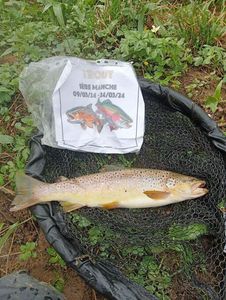 Brown Trout