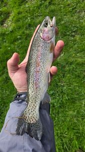 Rainbow Trout