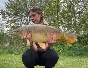 Mirror Carp