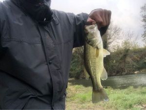 Largemouth Bass