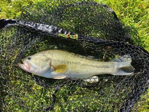 Largemouth Bass