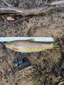 Brown Trout