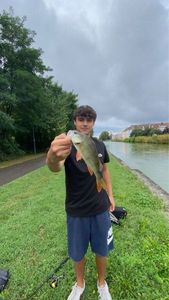 European Perch