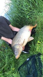 Common Carp