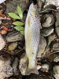 Brown Trout