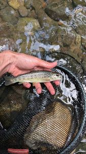 Brown Trout