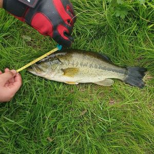 Largemouth Bass
