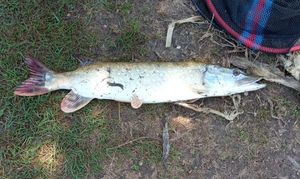 Northern Pike