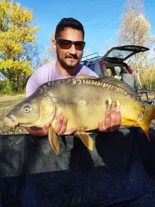 Mirror Carp