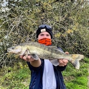 Zander