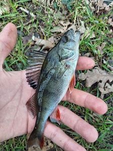 European Perch