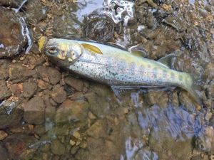 Brown Trout