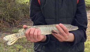Northern Pike