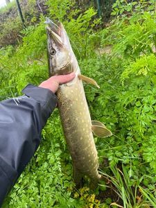 Northern Pike