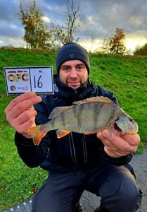 European Perch