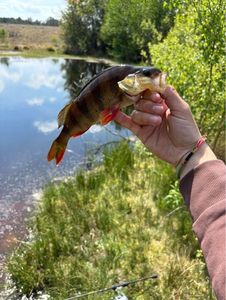 European Perch