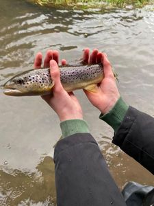 Brown Trout